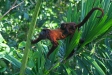 Red Howler Monkeys